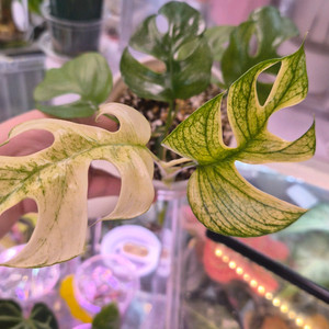 풀민트 히메몬스테라