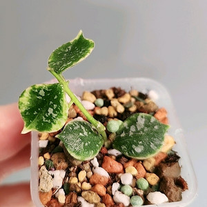 호야 커티시 알보