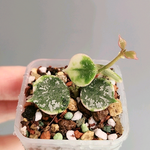 호야 커티시 알보