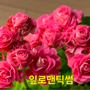 잎로맨틱썸 제라늄 대품