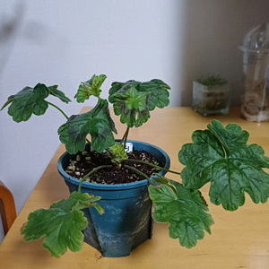 제라늄 골든핑크베즐리