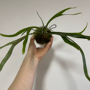 박쥐란 지젠헨네