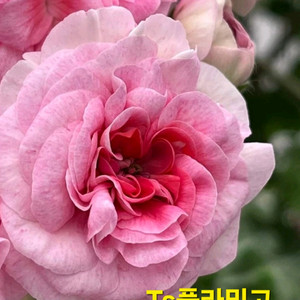 Ts플라밍고 불가리아제라늄