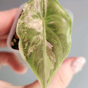 알로카시아아즈라니핑크화이트바리에가타