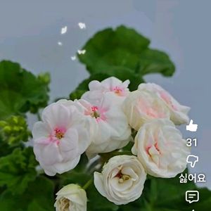 Sy첫사랑 제라늄 대품