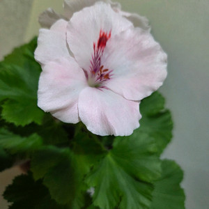 클라운 리갈제라늄