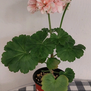 제라늄 루윅스버거플레어