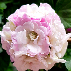 비바캐롤라이나 아이비 제라늄