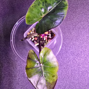 알로카시아 플럼배니그라 바리에가타