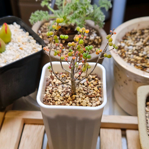 드로산데뭄 글로보섬 1번