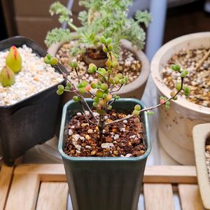 드로산데뭄 글로보섬 2번