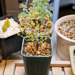 드로산데뭄 글로보섬 3번