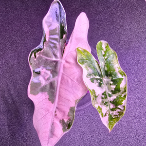 알로카시아 푸세이도 핑크 바리에가타