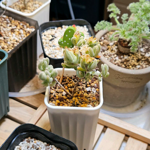 드로산데뭄 글로보섬 4번