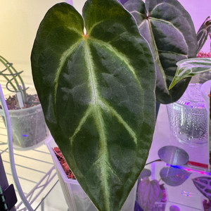 안스리움 매그니피컴 원종