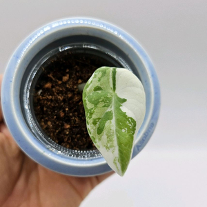 (촉+1)알로카시아 마하라니 알보 바리에가타 이미지