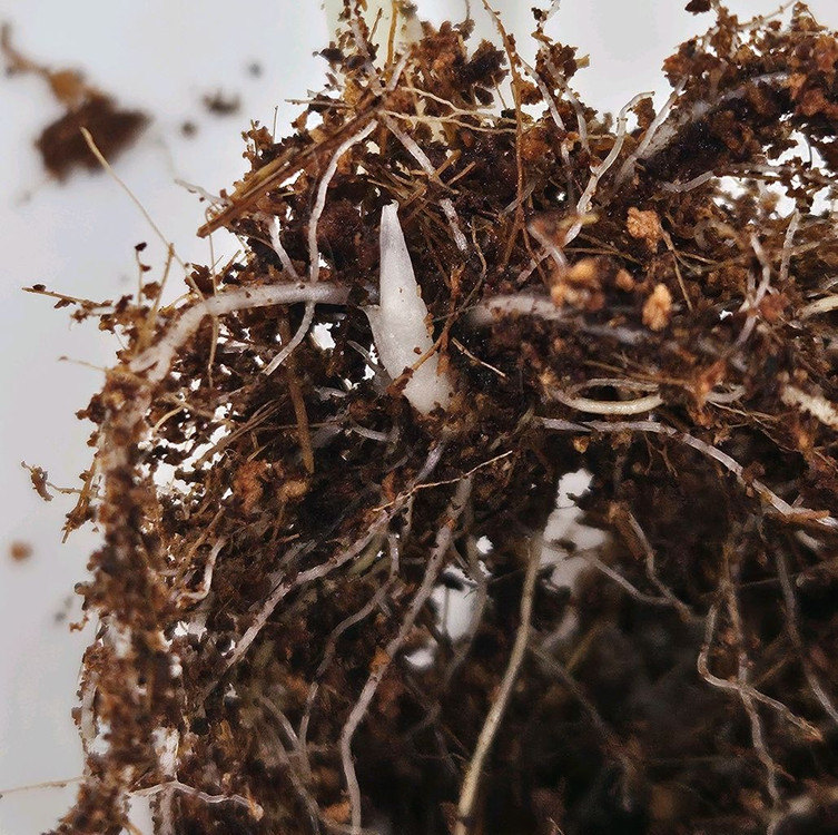 (촉+1)알로카시아 마하라니 알보 바리에가타 이미지