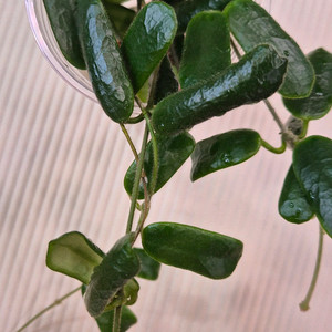 호야로툰디플로라