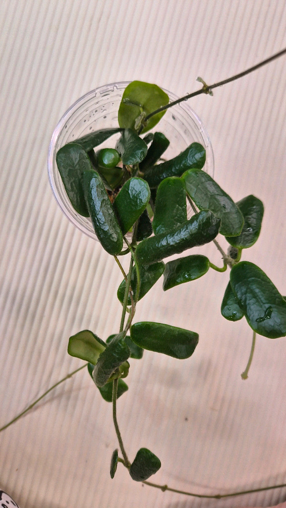 호야로툰디플로라--1