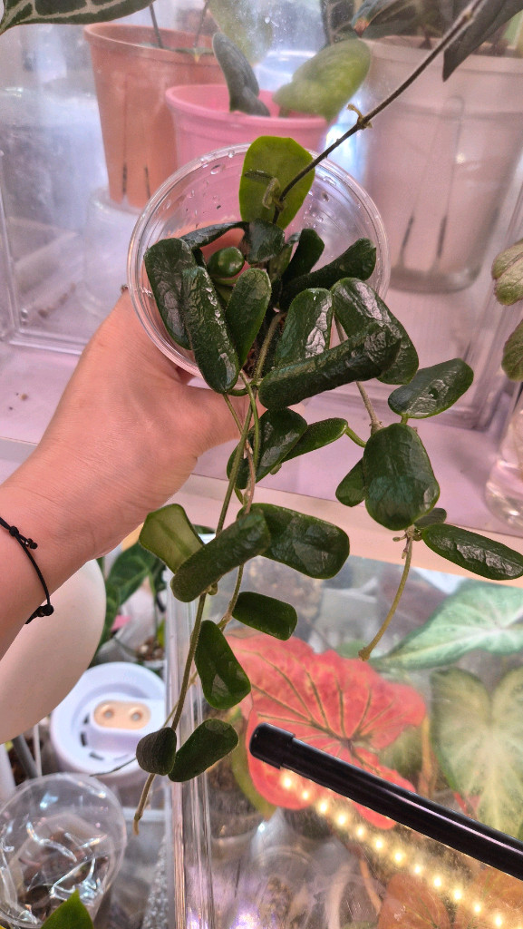 호야로툰디플로라--2