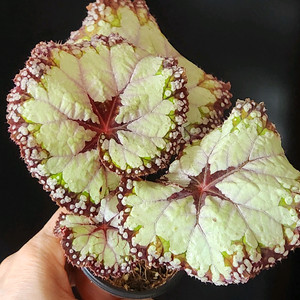 사이즈커요))돌체비타 베고니아