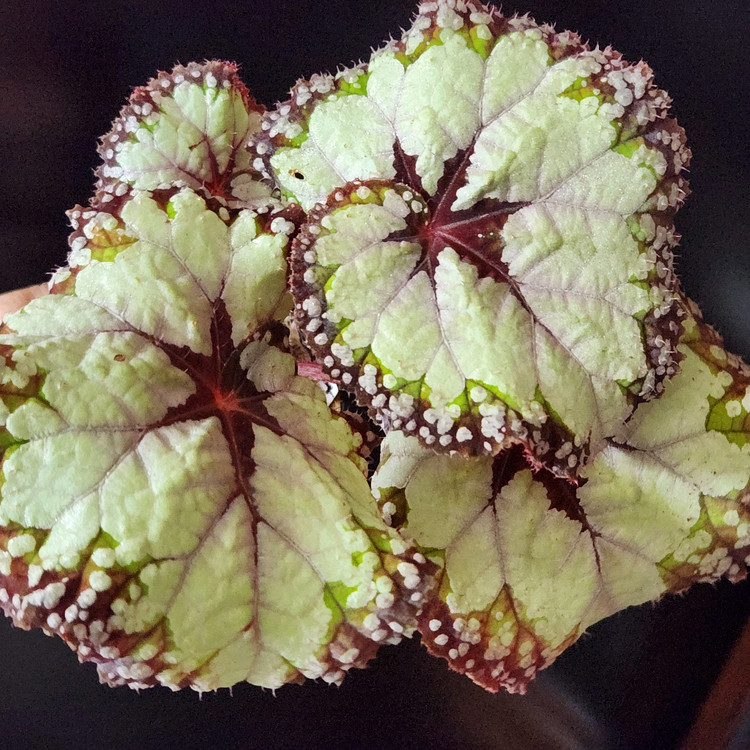 사이즈커요))돌체비타 베고니아--1