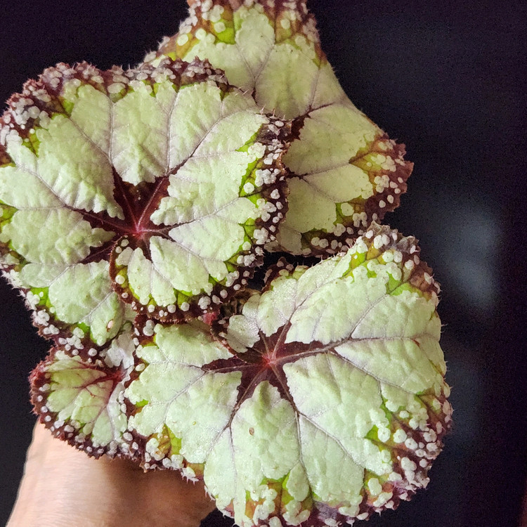 사이즈커요))돌체비타 베고니아--2