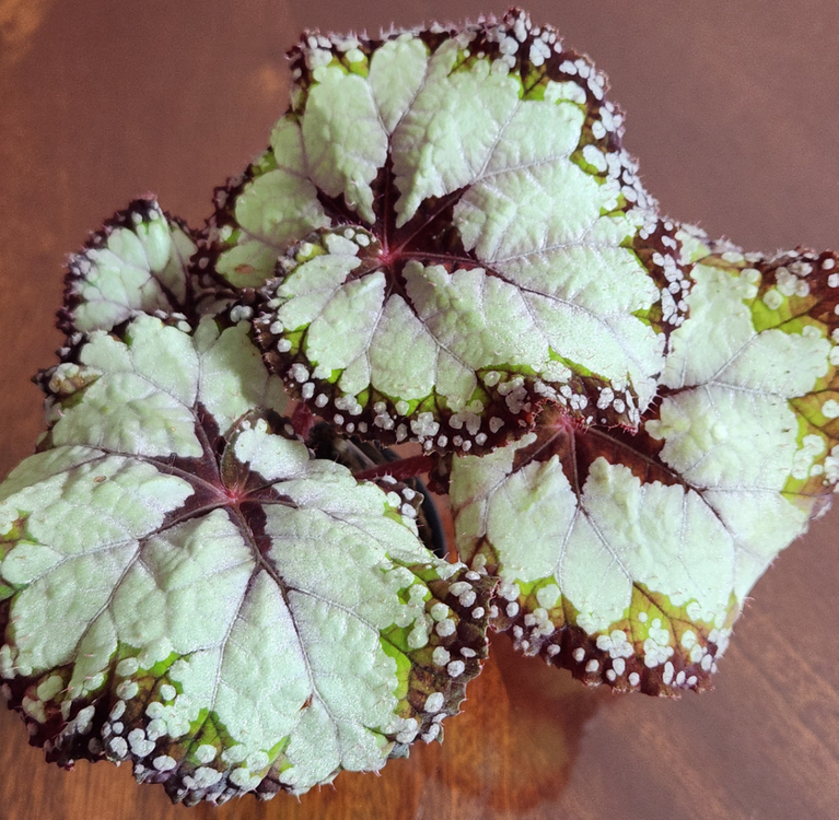 사이즈커요))돌체비타 베고니아--3