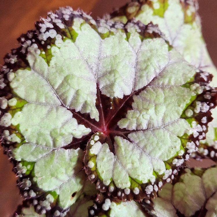 사이즈커요))돌체비타 베고니아--4