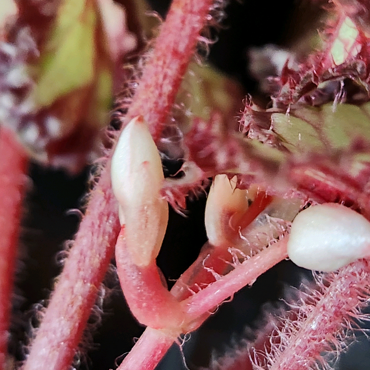 사이즈커요))돌체비타 베고니아--5