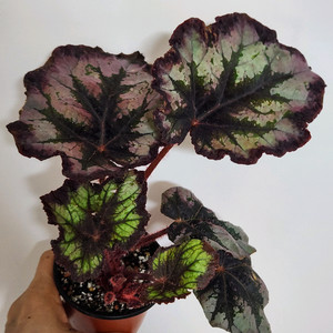 대품))여명베고니아.실습