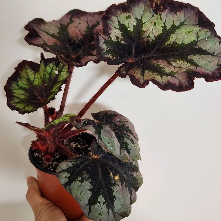 멋진대품))여명베고니아.실습--1