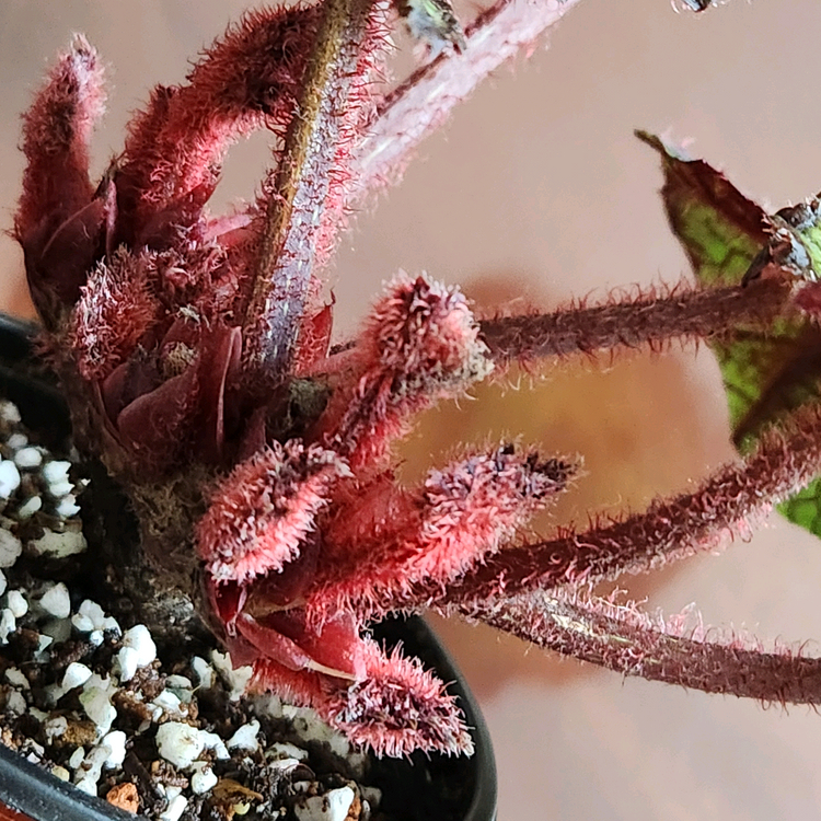 멋진대품))여명베고니아.실습--2