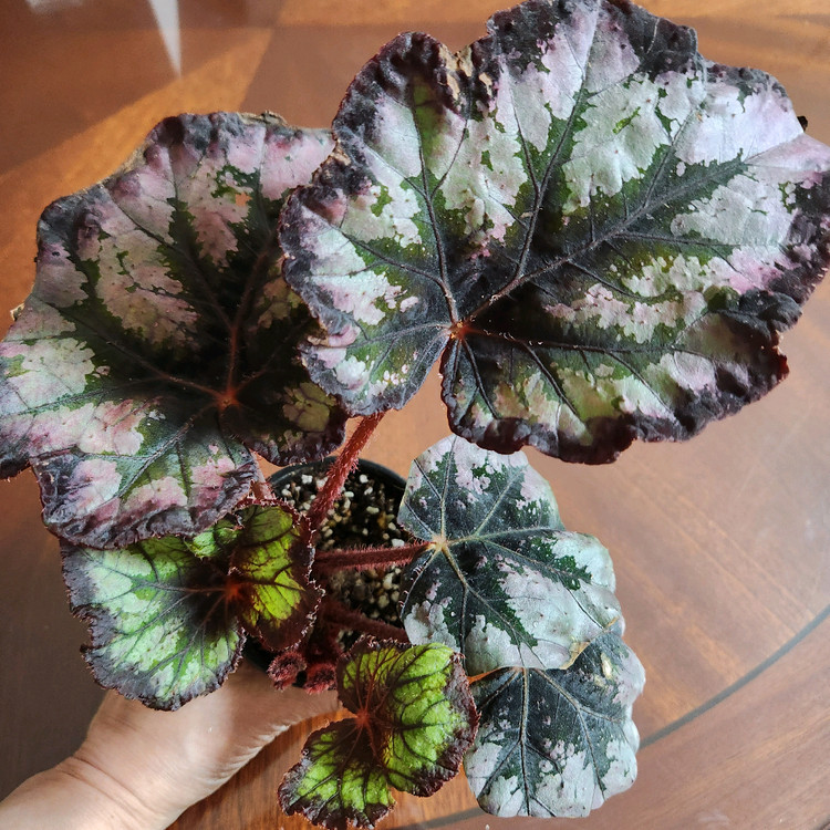 멋진대품))여명베고니아.실습--3