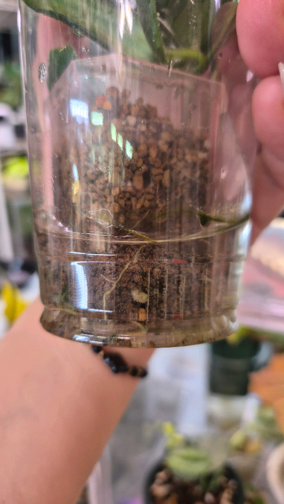 호야로툰디플로라--3