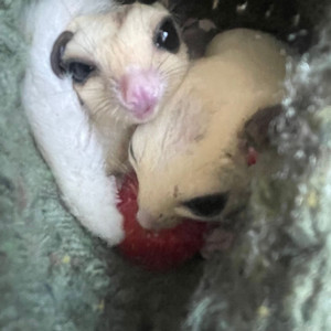 5개월된 슈가글라이더 한쌍 분양보내요 이미지