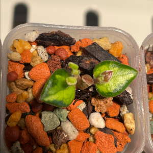 [호야] 칭흥엔시스 바리에가타