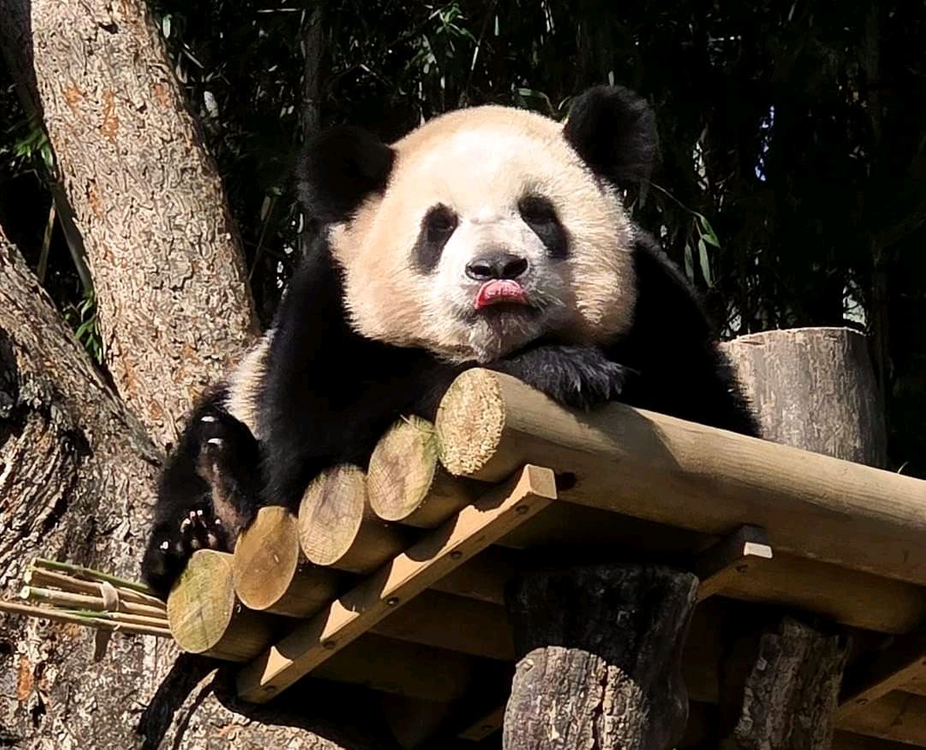 에버랜드 자유이용권 종일권 츄러스--3