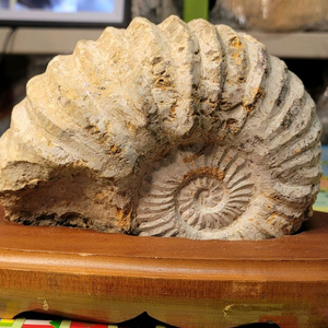 암모나이트화석