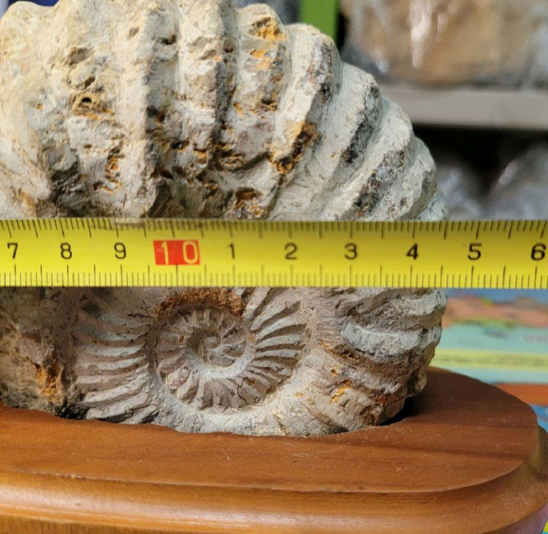 암모나이트화석--1