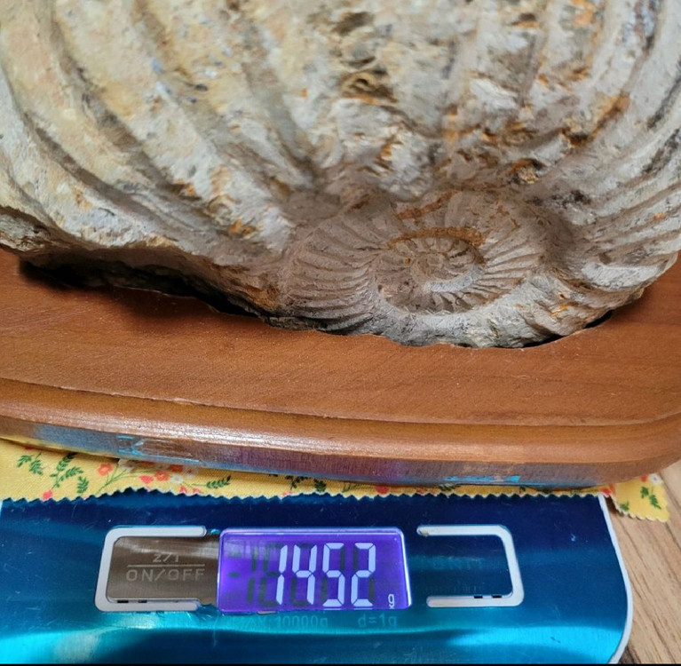 암모나이트화석--2