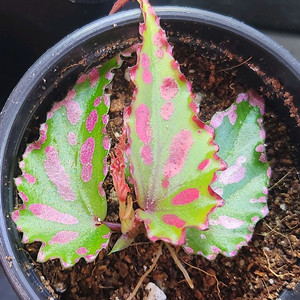 베고니아5종일괄/chloroxus 외4종