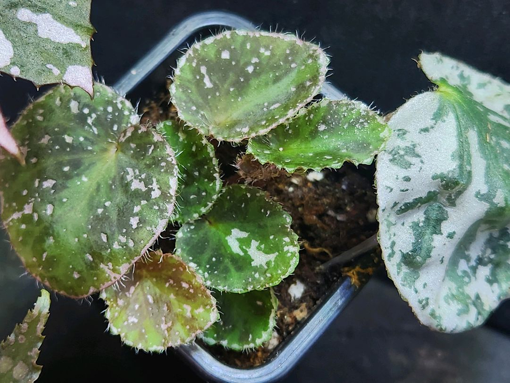 베고니아5종일괄/chloroxus 외4종 이미지