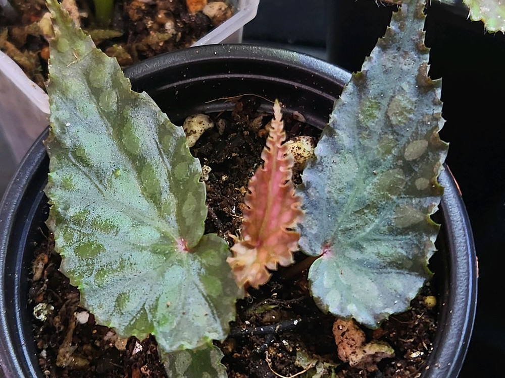 베고니아5종일괄/chloroxus 외4종 이미지