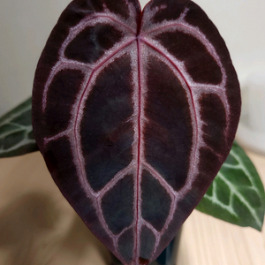 안스리움 레드x원더보이