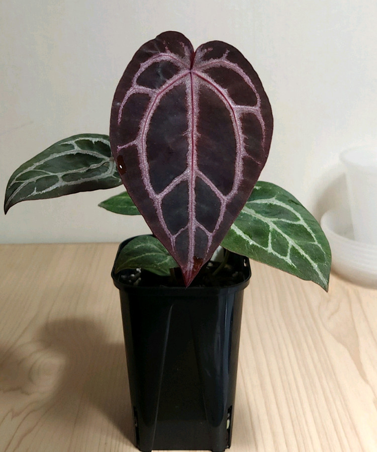 안스리움 레드x원더보이--1