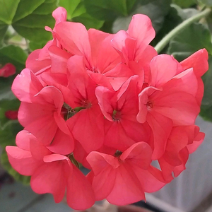 제라늄 호라이즌코랄스파이스