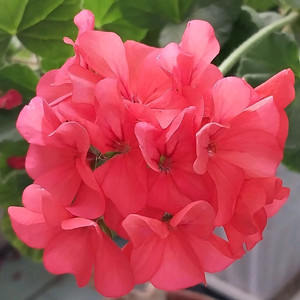 제라늄 호라이즌코랄스파이스