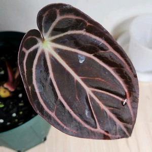 안스리움 칼라블랙키(에콰)