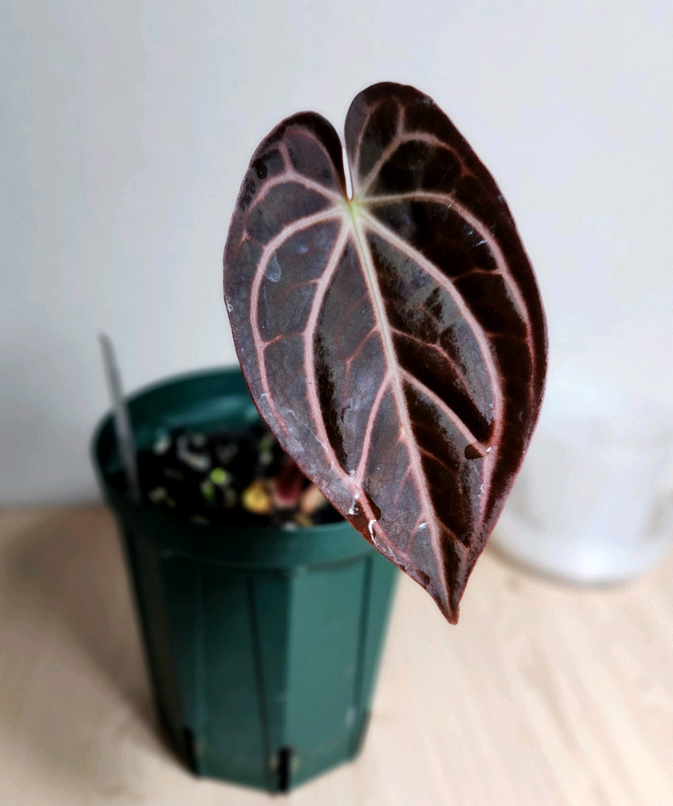 안스리움 칼라블랙키(에콰)--1